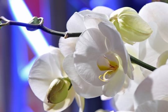 Orchidee