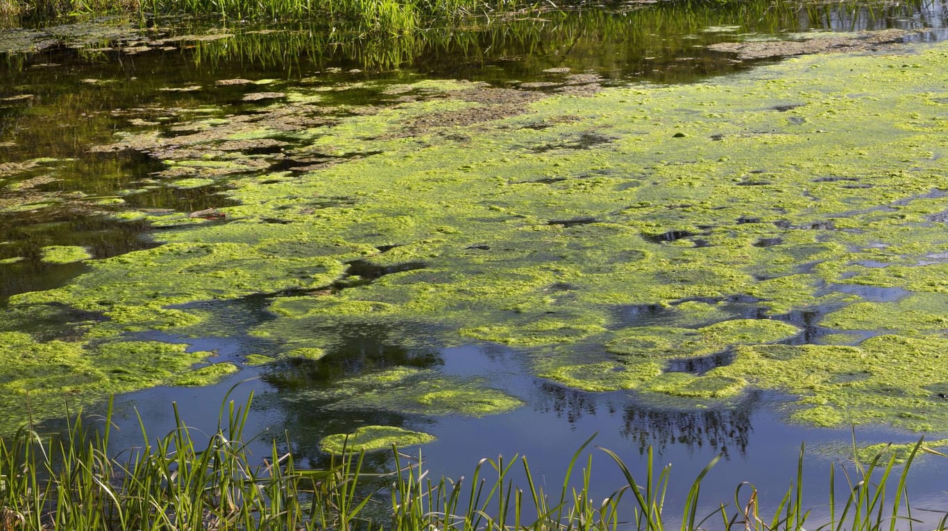 Algenteppich auf einem deutschen Teich (Archivbild): Zu hohe Nitratwerte im Grundwasser führen in Seen zur Eutrophierung – einer Gefahr für die Umwelt. In der EU hat nur Malta mehr Nitrate im Grundwasser als Deutschland.