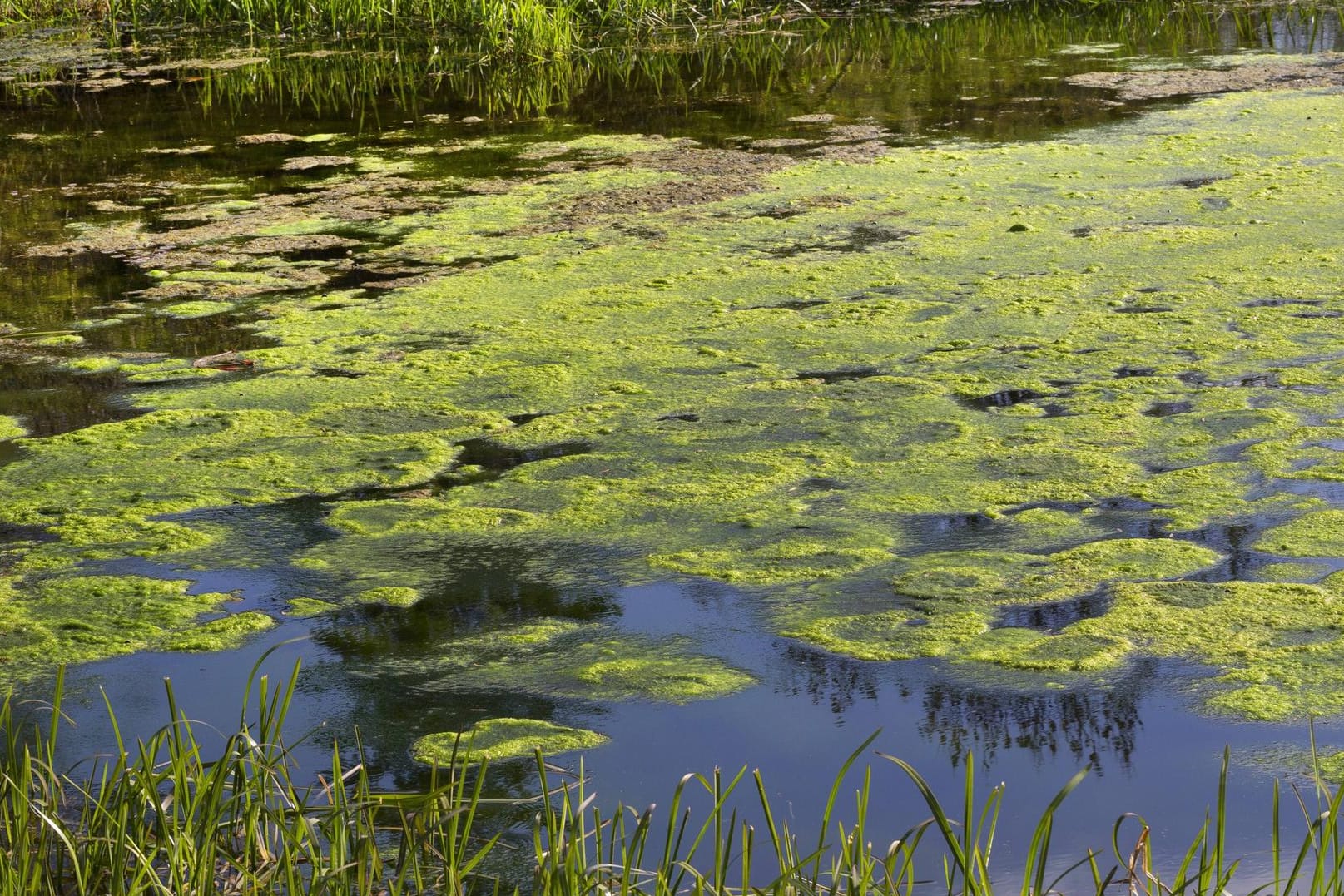 Algenteppich auf einem deutschen Teich (Archivbild): Zu hohe Nitratwerte im Grundwasser führen in Seen zur Eutrophierung – einer Gefahr für die Umwelt. In der EU hat nur Malta mehr Nitrate im Grundwasser als Deutschland.