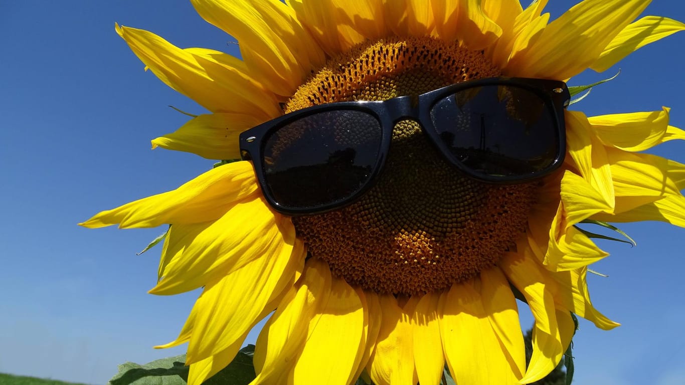 Sonnenblume mit Sonnenbrille (Archivbild): Bei fast 30 Grad müssen selbst die Sonnigsten unter uns Schutzmaßnahmen ergreifen. Gesehen wurde die Blume in einem Blühstreifen im Rhein-Kreis Neuss.