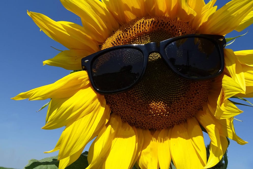 Sonnenblume mit Sonnenbrille (Archivbild): Bei fast 30 Grad müssen selbst die Sonnigsten unter uns Schutzmaßnahmen ergreifen. Gesehen wurde die Blume in einem Blühstreifen im Rhein-Kreis Neuss.
