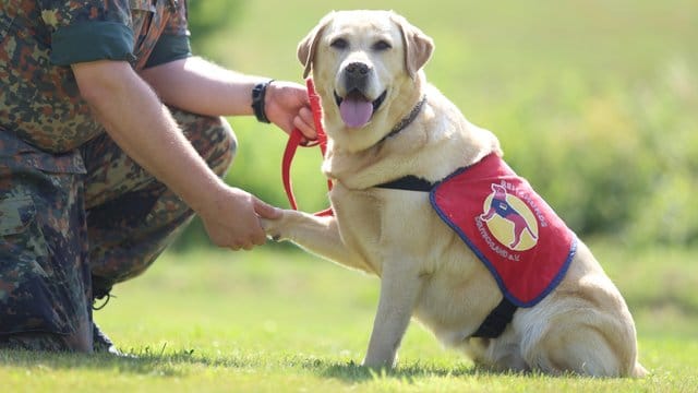 Labrador Retriever "Amilia" soll im Rahmen eines Pilotprojekts traumatisierten Bundeswehrsoldaten helfen. Labrador Retriever "Amilia" soll im Rahmen eines Pilotprojekts traumatisierten Bundeswehrsoldaten helfen.