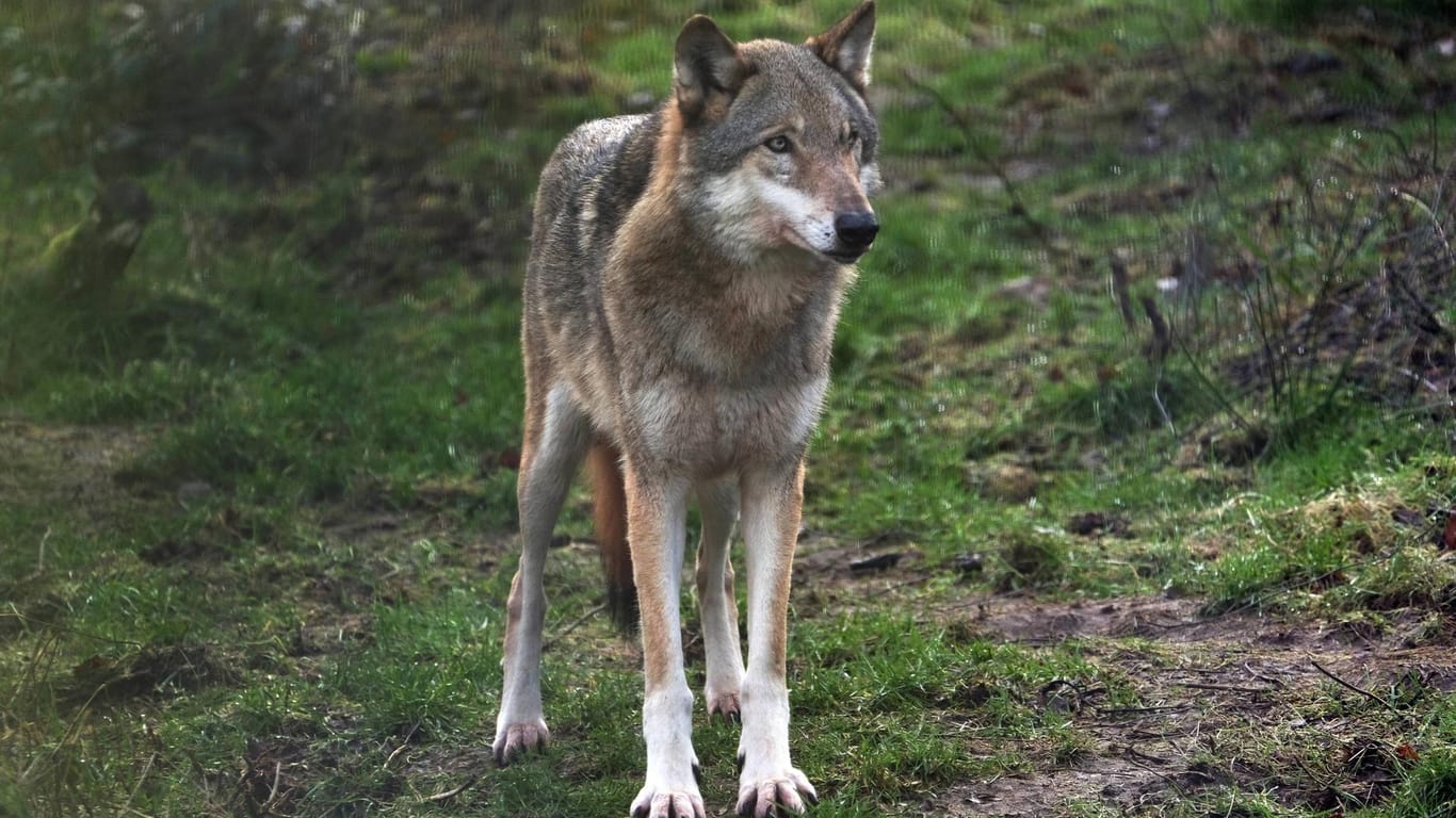 Ein Europäischer Grauwolf: Das Wolfskompetenzzentrum begutachtete das gefundene tote Tier. (Symbolbild)