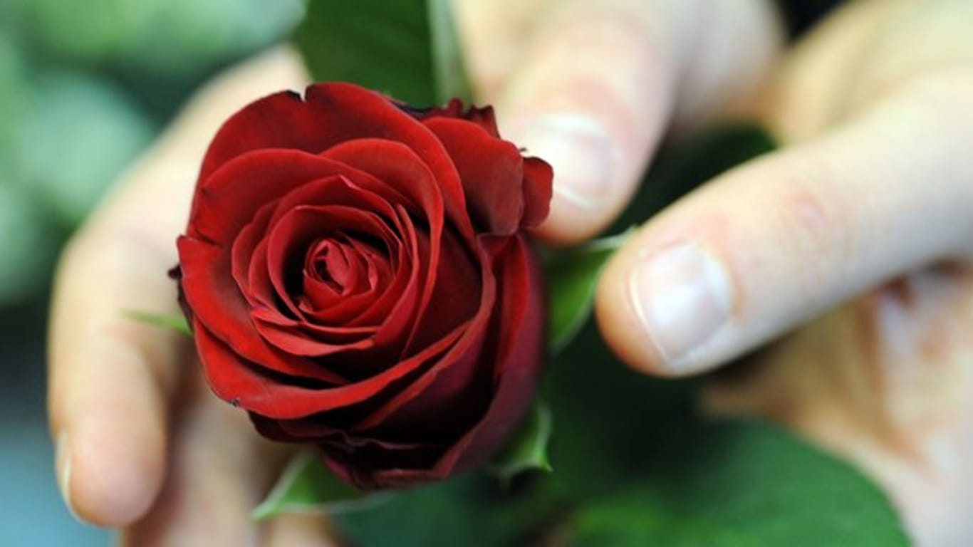 Die "Bachelorette" hat Rosen zu vergeben und ihr Herz zu verschenken.