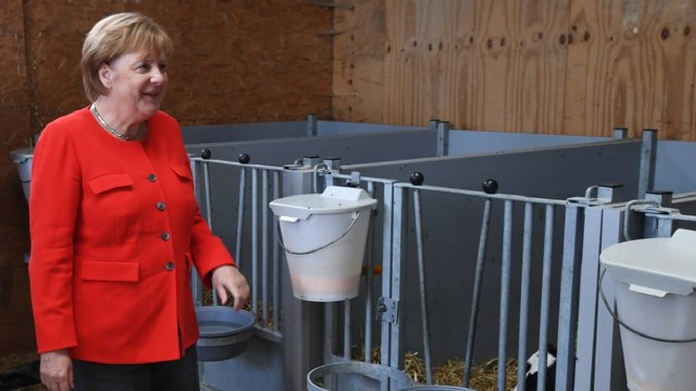 Bei ihrem Besuch in Nienborstel hat Bundeskanzlerin Angela Merkel (CDU) die Patenschaft für ein Kalb übernommen.
