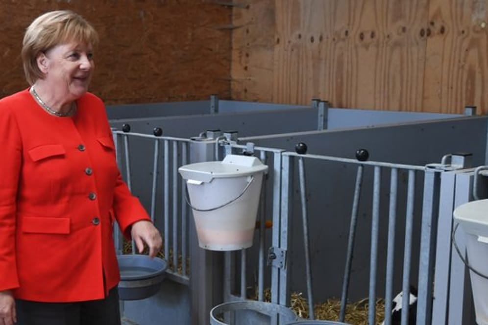 Bei ihrem Besuch in Nienborstel hat Bundeskanzlerin Angela Merkel (CDU) die Patenschaft für ein Kalb übernommen.