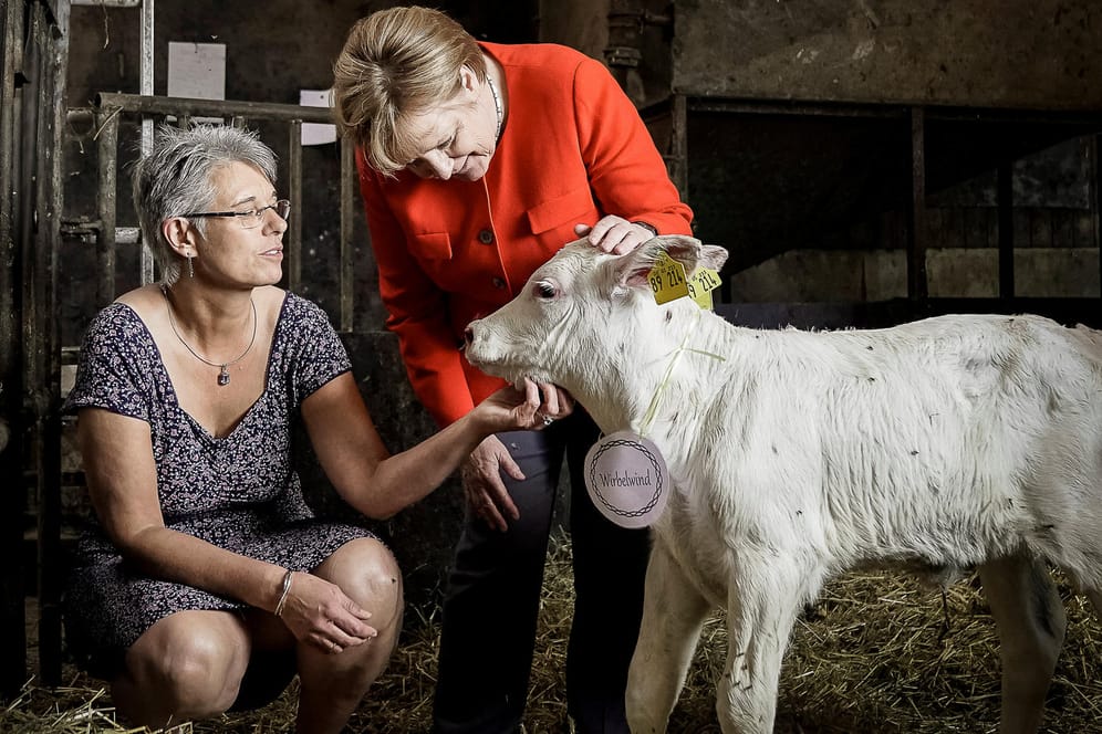 Angela Merkel und Landwirtin Ursula Trede mit dem Kalb "Wirbelwind": Die Kanzlerin löst Versprechen aus dem Wahlkampf ein – und besucht verschiedene Menschen in Deutschland.