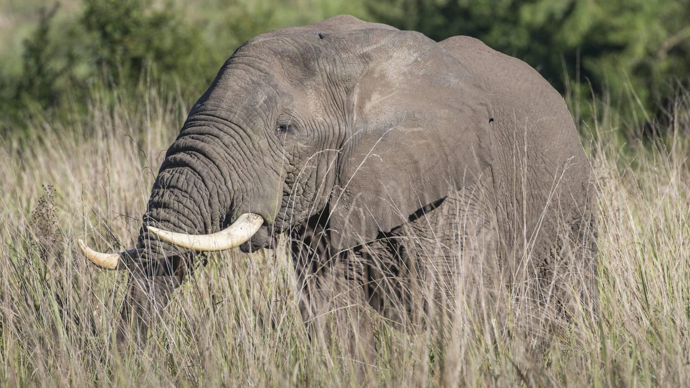 Ein Elefant in Uganda: Behörden warnen, Wildtiere nicht zu provozieren oder anzugreifen. (Symbolfoto)