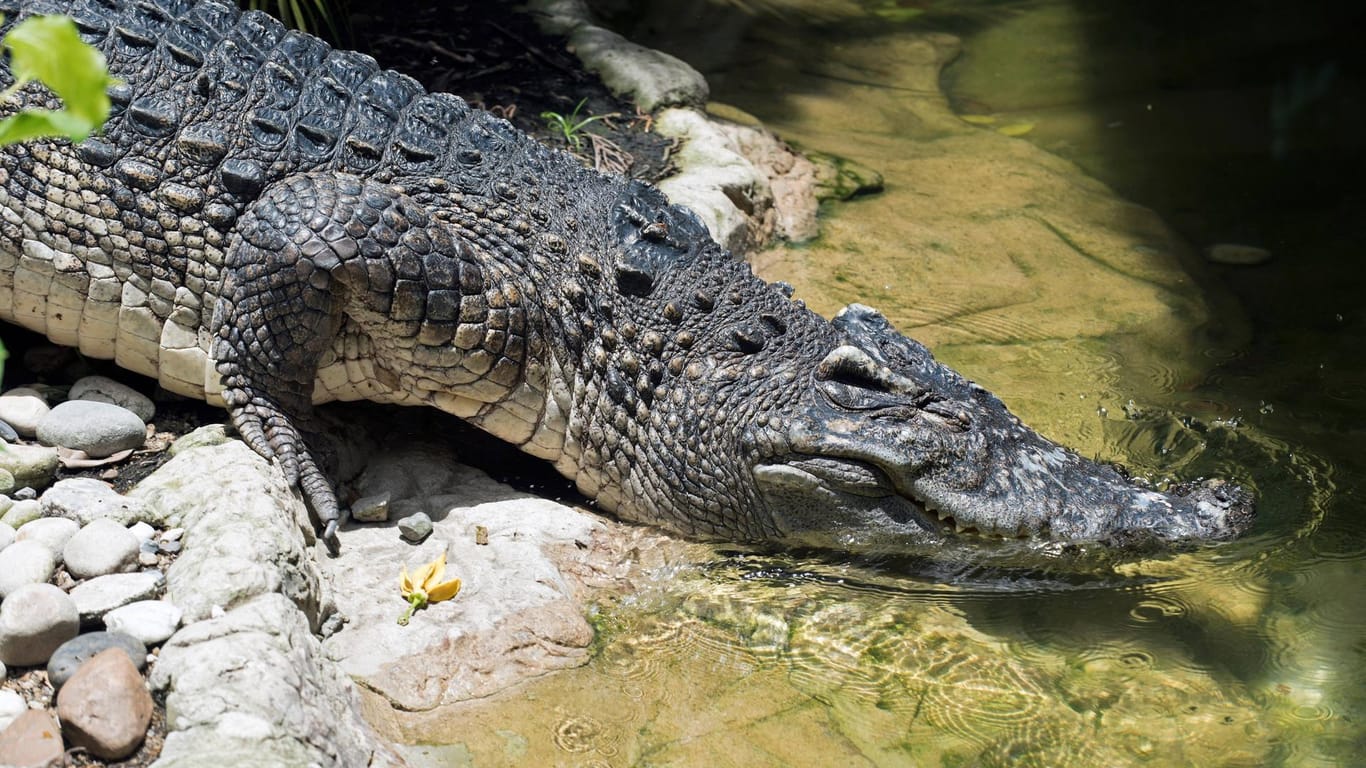 Ein Krokodil in Thailand: In der Nähe von beliebten Touristenstränden ist ein Drei-Meter-Exemplar gesichtet worden.