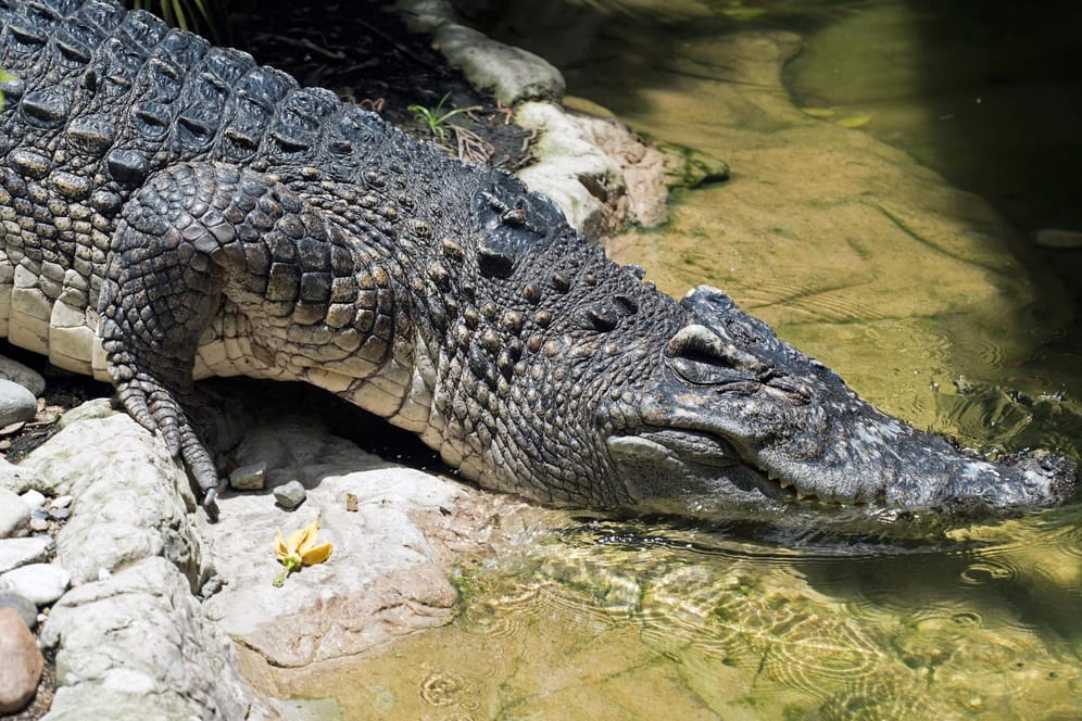 Ein Krokodil in Thailand: In der Nähe von beliebten Touristenstränden ist ein Drei-Meter-Exemplar gesichtet worden.