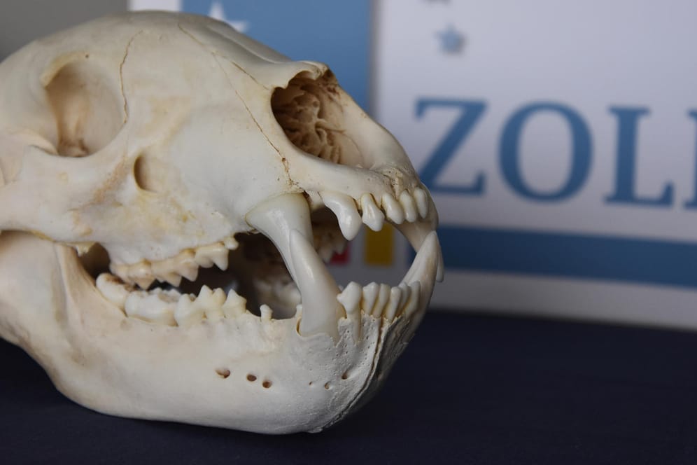 Ein Bärenschädel vor dem Logo des Zolls: Am Flughafen in München wurde ein präparierter Bärenschädel entdeckt.