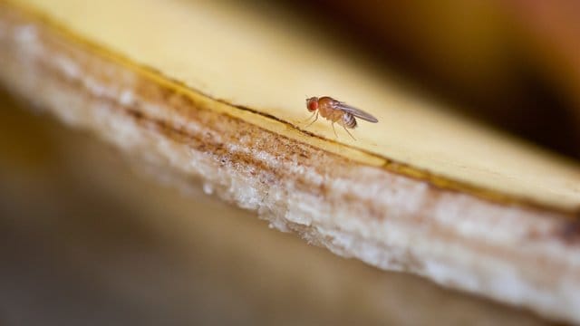 Eine Fruchtfliege (Drosophilidae) auf einer Bananenschale.