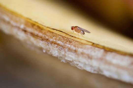 Eine Fruchtfliege (Drosophilidae) auf einer Bananenschale.