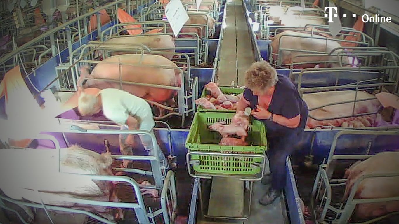 Gedreht mit versteckter Kamera: Beschäftigte im Schweinemast-Betrieb greifen sich Ferkel und schlagen sie auf den Boden.