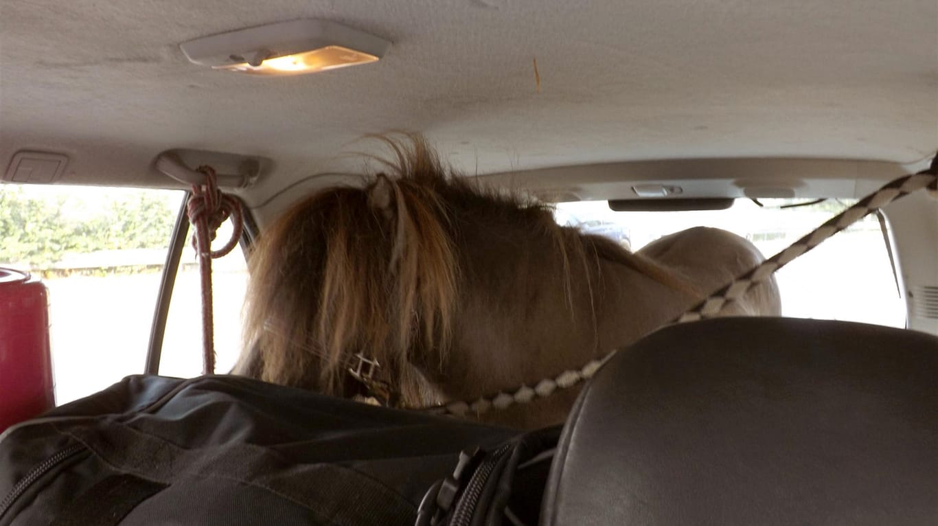 Das Pony im Kofferraum eines SUV: Weiterfahren durfte der Autobesitzer so nicht.