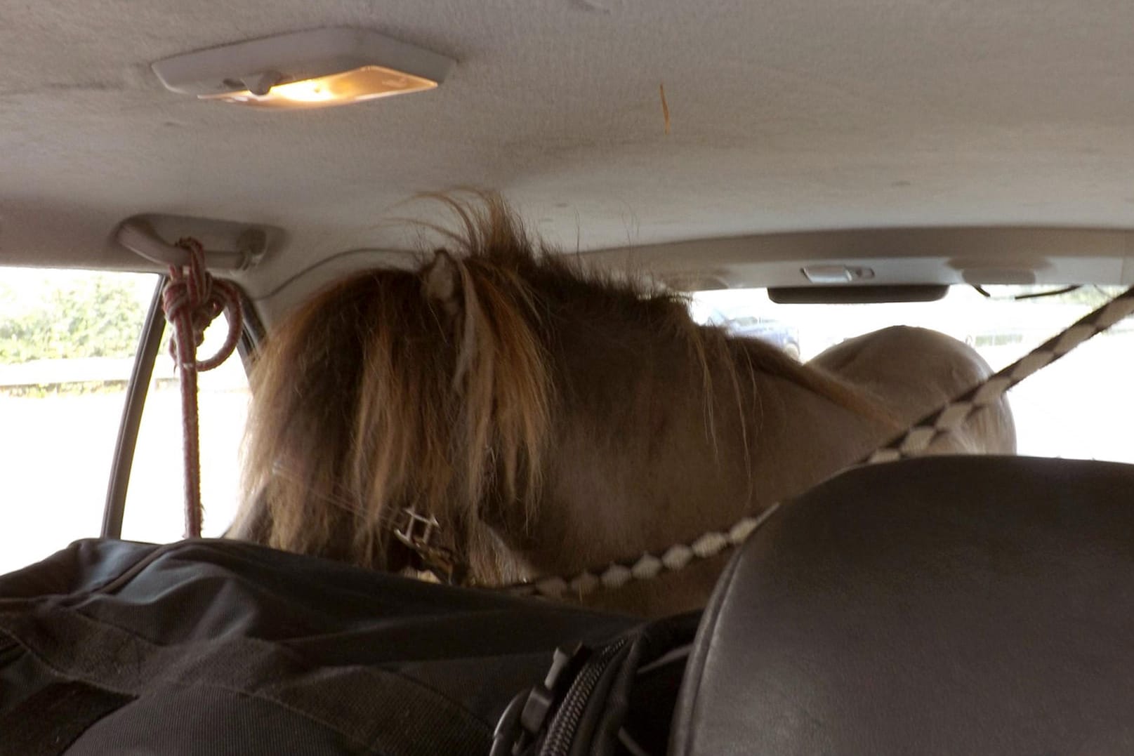 Das Pony im Kofferraum eines SUV: Weiterfahren durfte der Autobesitzer so nicht.