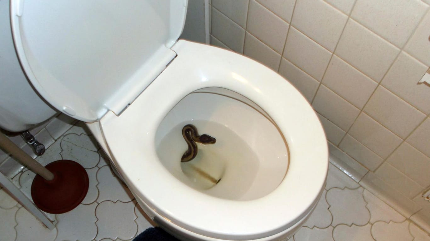 Eine Schlange in einer Toilettenschüssel: Ein Mann in Virginia Beach hat eine Schlange in seiner Toilettenschüssel entdeckt. Inzwischen wurde der rechtmäßige Besitzer gefunden.