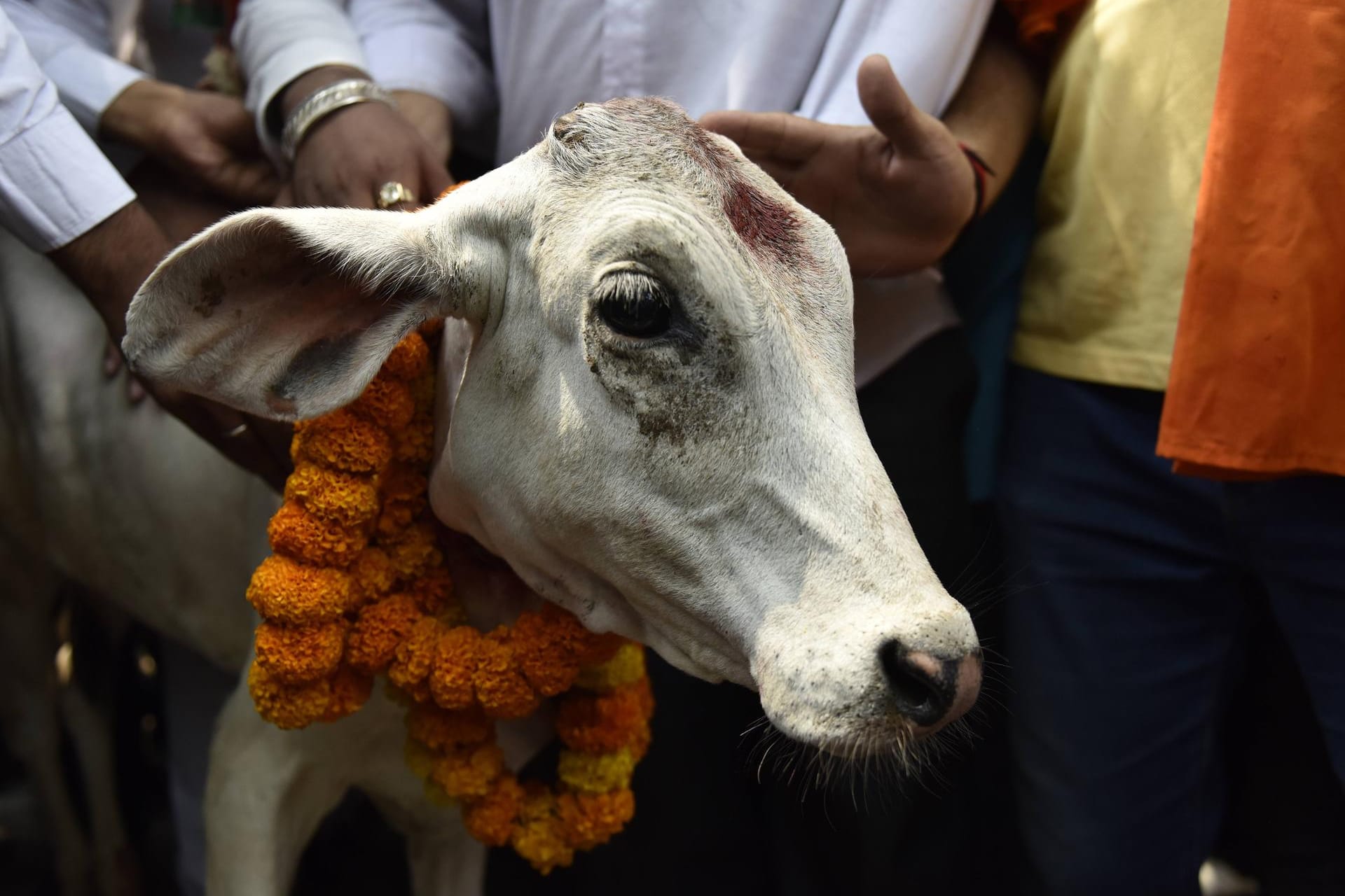 Eine Kuh auf einem religiösem Fest in Indien (Symbolbild): In Indien gelten Kühe als heilig.