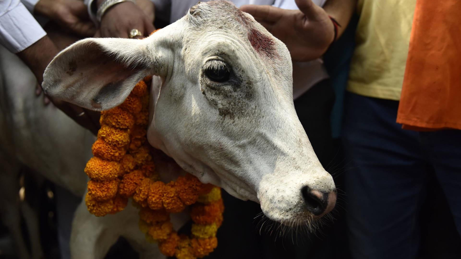 Eine Kuh auf einem religiösem Fest in Indien (Symbolbild): In Indien gelten Kühe als heilig. Eine Kuh auf einem religiösem Fest in Indien (Symbolbild): In Indien gelten Kühe als heilig.