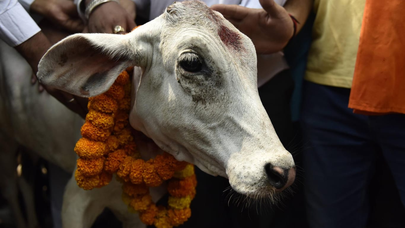 Eine Kuh auf einem religiösem Fest in Indien (Symbolbild): In Indien gelten Kühe als heilig.