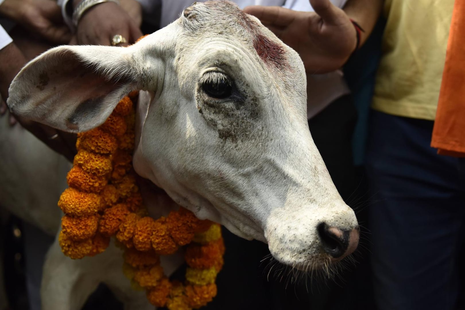 Eine Kuh auf einem religiösem Fest in Indien (Symbolbild): In Indien gelten Kühe als heilig.