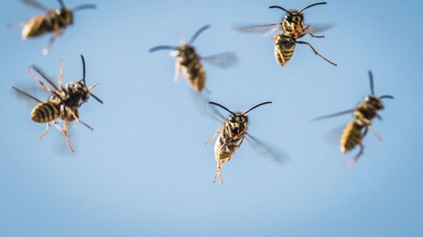 Wespen haben ihre Aufgaben in der Natur, zum Beispiel als natürliche Schädlingsbekämpfer.