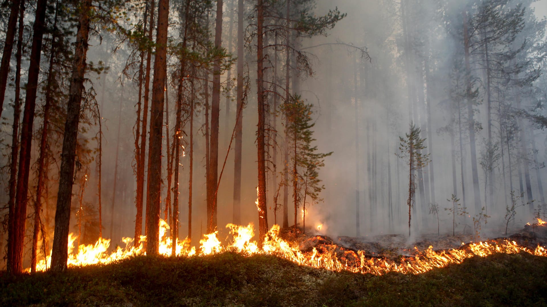 Ein Waldbrand in der Nähe von Ljusdal: Die derzeit herrschenden Waldbrände sind die größten seit Jahrzehnten in Schweden.