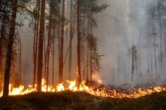 Ein Waldbrand in der Nähe von Ljusdal: Die derzeit herrschenden Waldbrände sind die größten seit Jahrzehnten in Schweden.