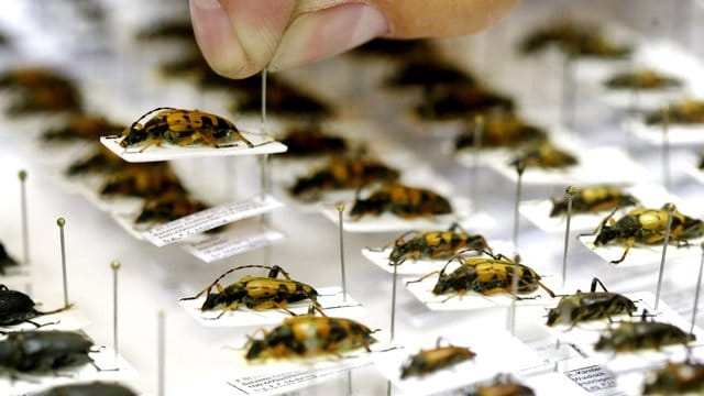 Bockkäfer werden im Entomologischen Verein Krefeld auf Nadeln fixiert. Bockkäfer werden im Entomologischen Verein Krefeld auf Nadeln fixiert.