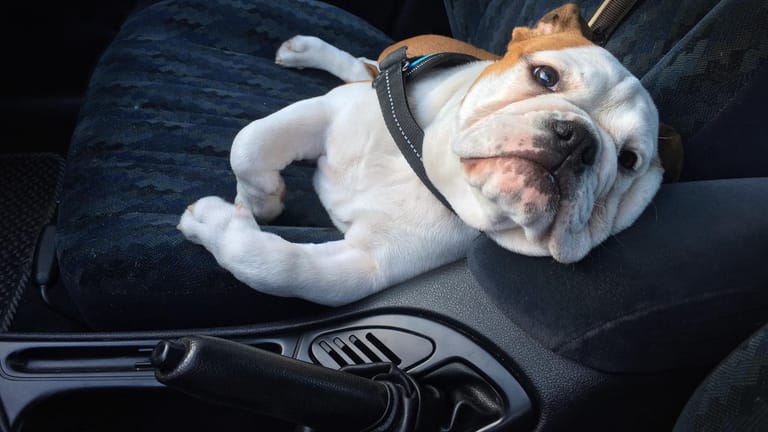 Eine Englische Bulldogge in einem Auto: In Thüringen ist ein im Auto zurückgelassener Hund qualvoll gestorben (Symbolbild).