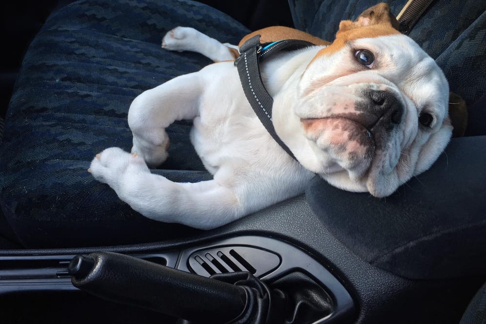 Eine Englische Bulldogge in einem Auto: In Thüringen ist ein im Auto zurückgelassener Hund qualvoll gestorben (Symbolbild).