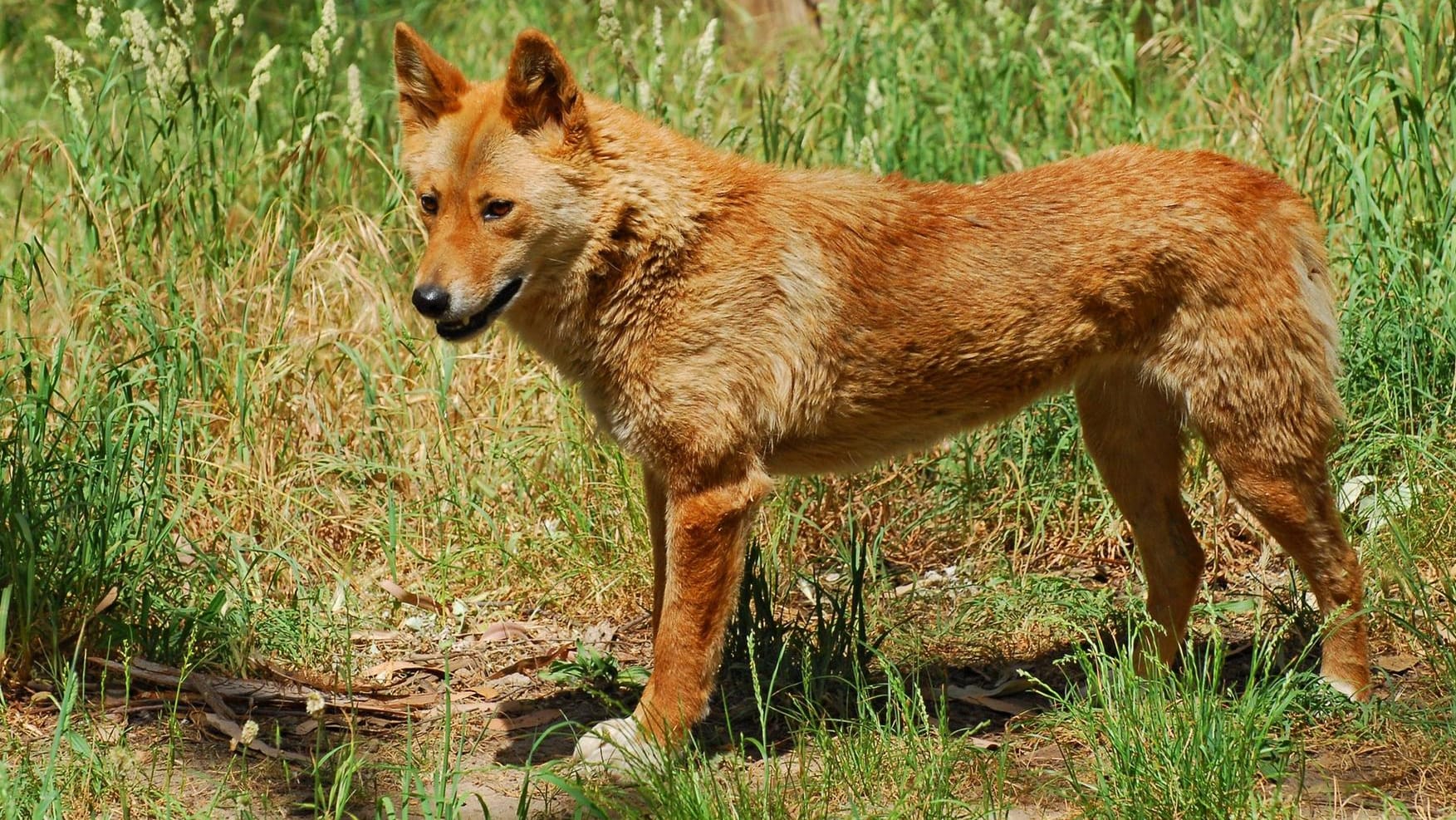 Ein Dingo: Angriffe des australischen Wildhundes auf Menschen kommen äußerst selten vor. (Archivbild) Ein Dingo: Angriffe des australischen Wildhundes auf Menschen kommen äußerst selten vor. (Archivbild)
