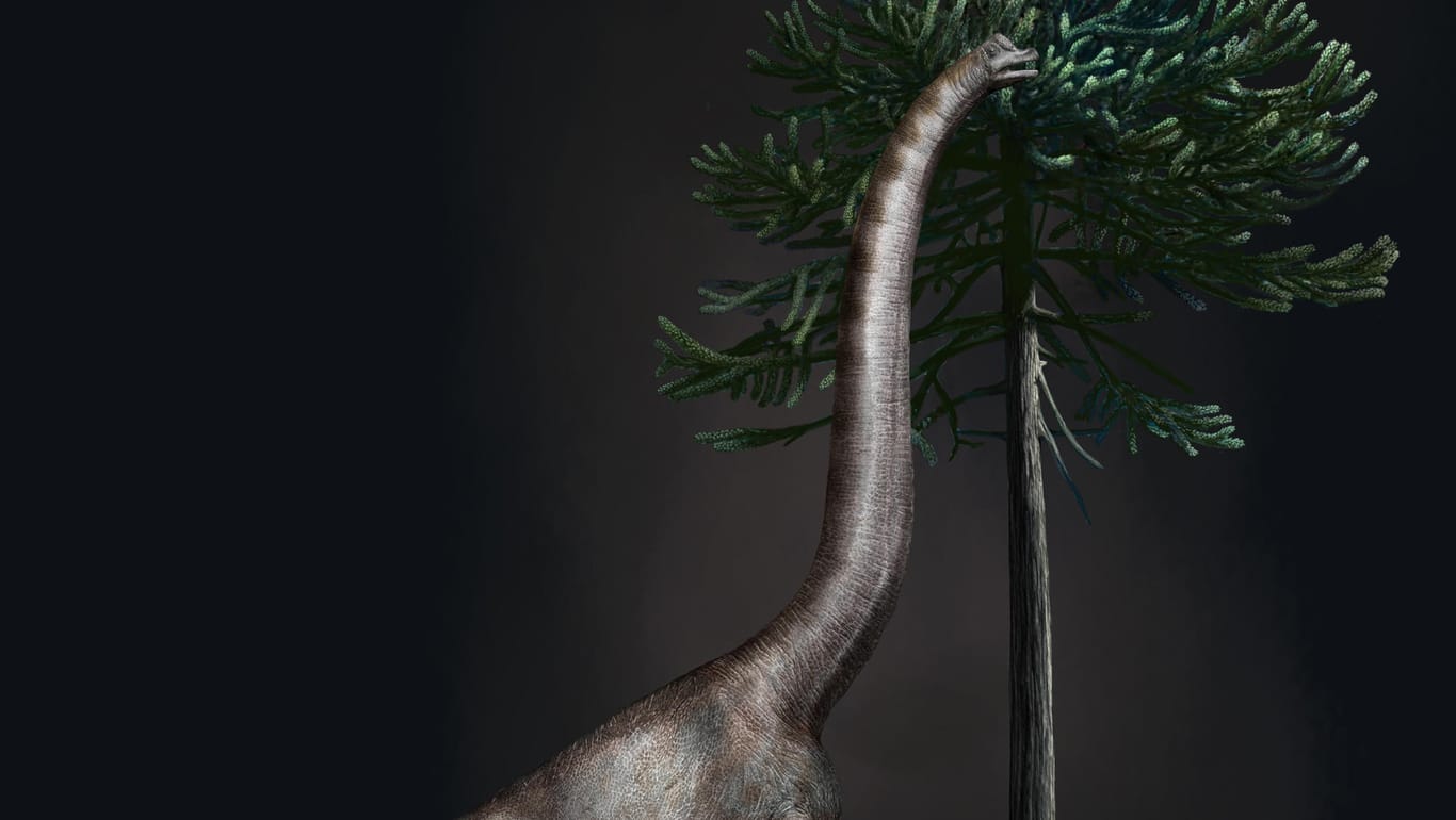 Darstellung eines Brachiosaurus: Die Forscher hoffen auf weitere Funde an den Felsen, an denen "Bigfoot" vor Millionen Jahren starb.