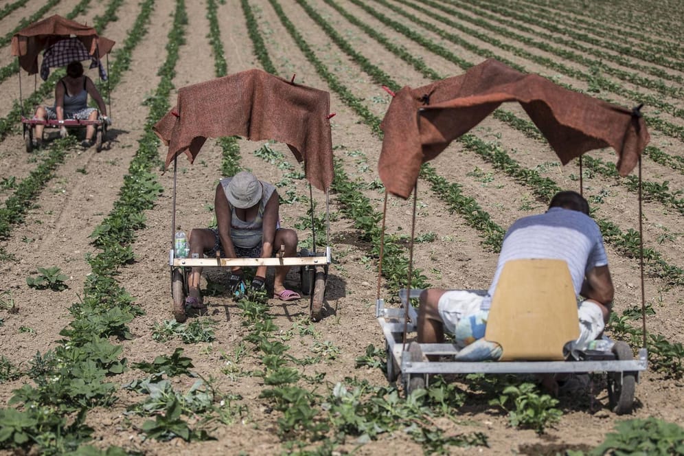 Malochen bei sengender Hitze: Polnische Landarbeiter schneiden junge Erdbeerpflanzen auf einem Feld bei Kriftel in Hessen.