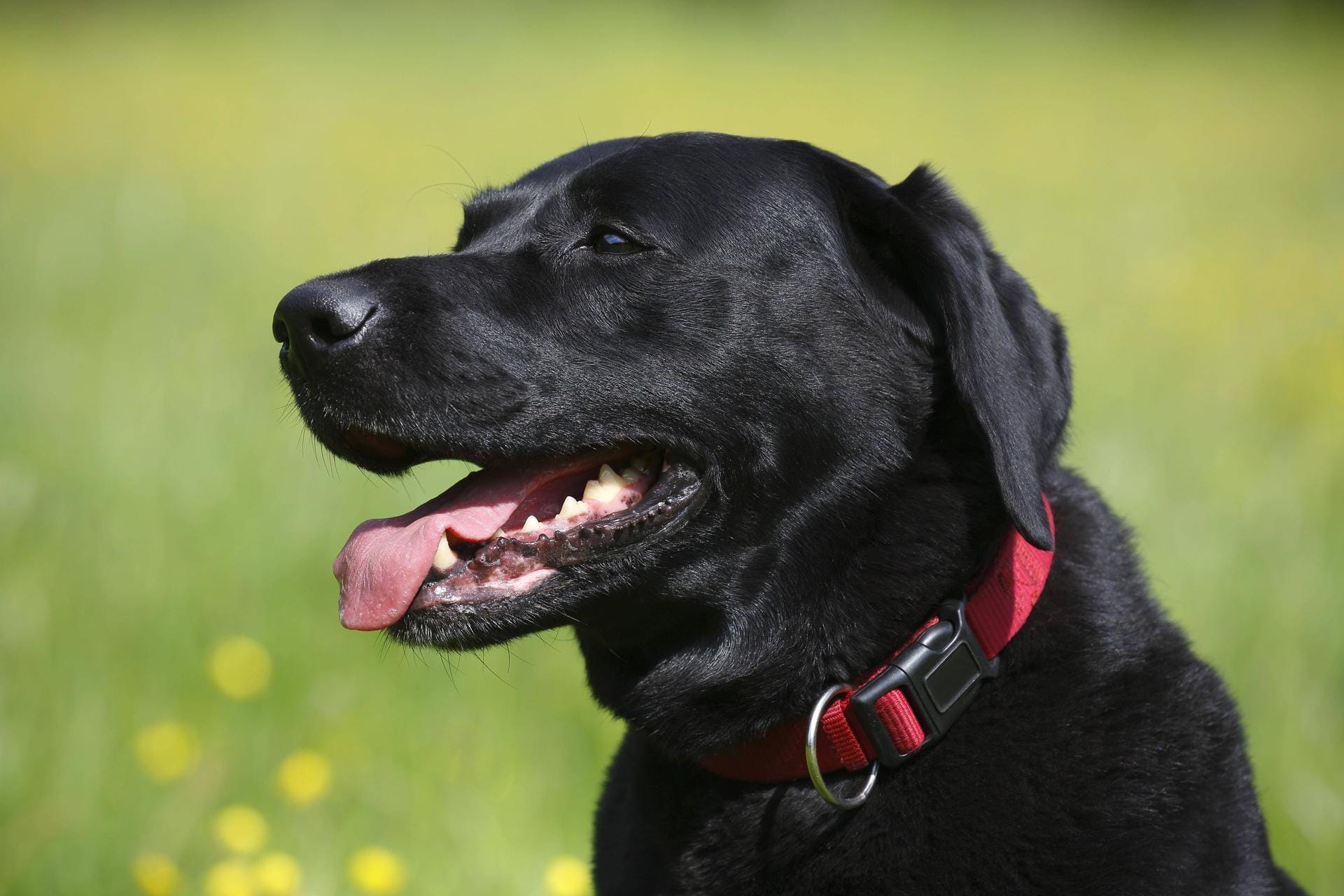 Ein schwarzer Labrador: Mit einem bunten Hintergrund und dem richtigen Licht lassen sich tolle Fotos von schwarzen Tieren machen.