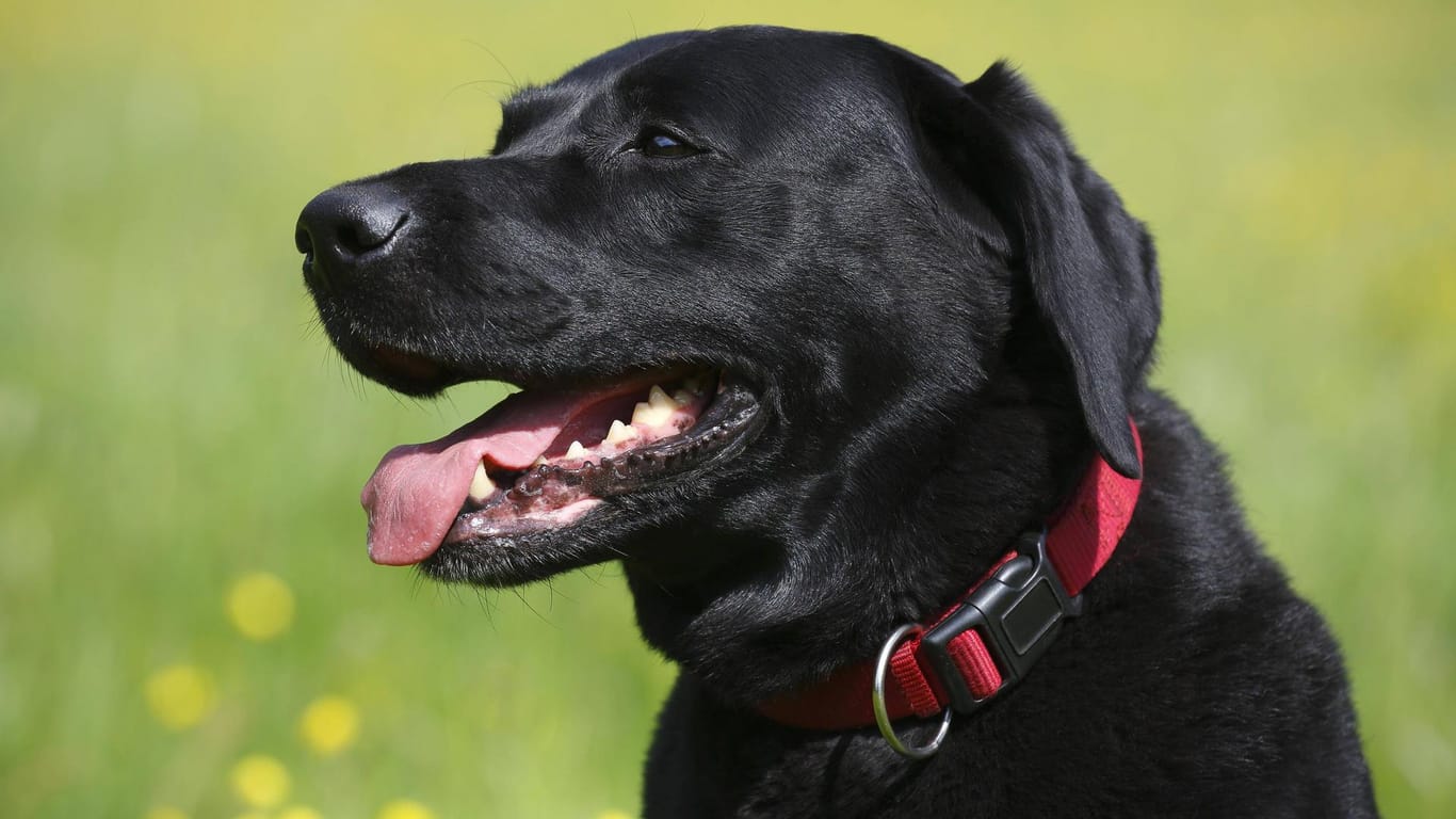 Ein schwarzer Labrador: Mit einem bunten Hintergrund und dem richtigen Licht lassen sich tolle Fotos von schwarzen Tieren machen.