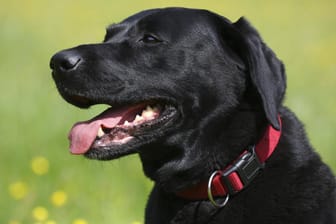 Ein schwarzer Labrador: Mit einem bunten Hintergrund und dem richtigen Licht lassen sich tolle Fotos von schwarzen Tieren machen.