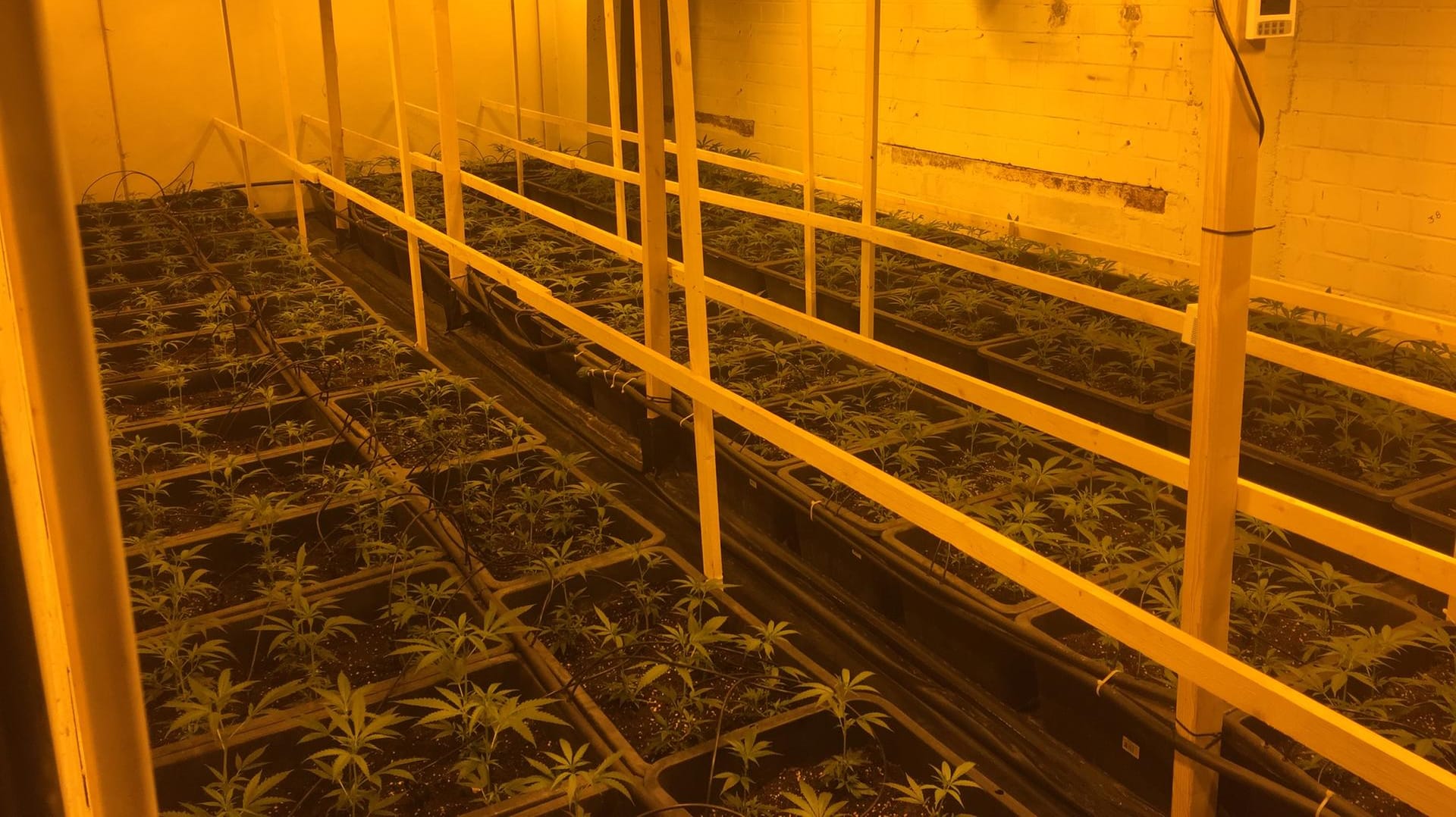 Bei einer Razzia im Juni wurde unter anderem eine Marihuana-Plantage in Wuppertal entdeckt. Außerdem wurden mehrere Fahrzeuge beschlagnahmt. Sie waren mit teils spektakulären Drogenverstecken ausgestattet. Bei einer Razzia im Juni wurde unter anderem eine Marihuana-Plantage in Wuppertal entdeckt. Außerdem wurden mehrere Fahrzeuge beschlagnahmt. Sie waren mit teils spektakulären Drogenverstecken ausgestattet.