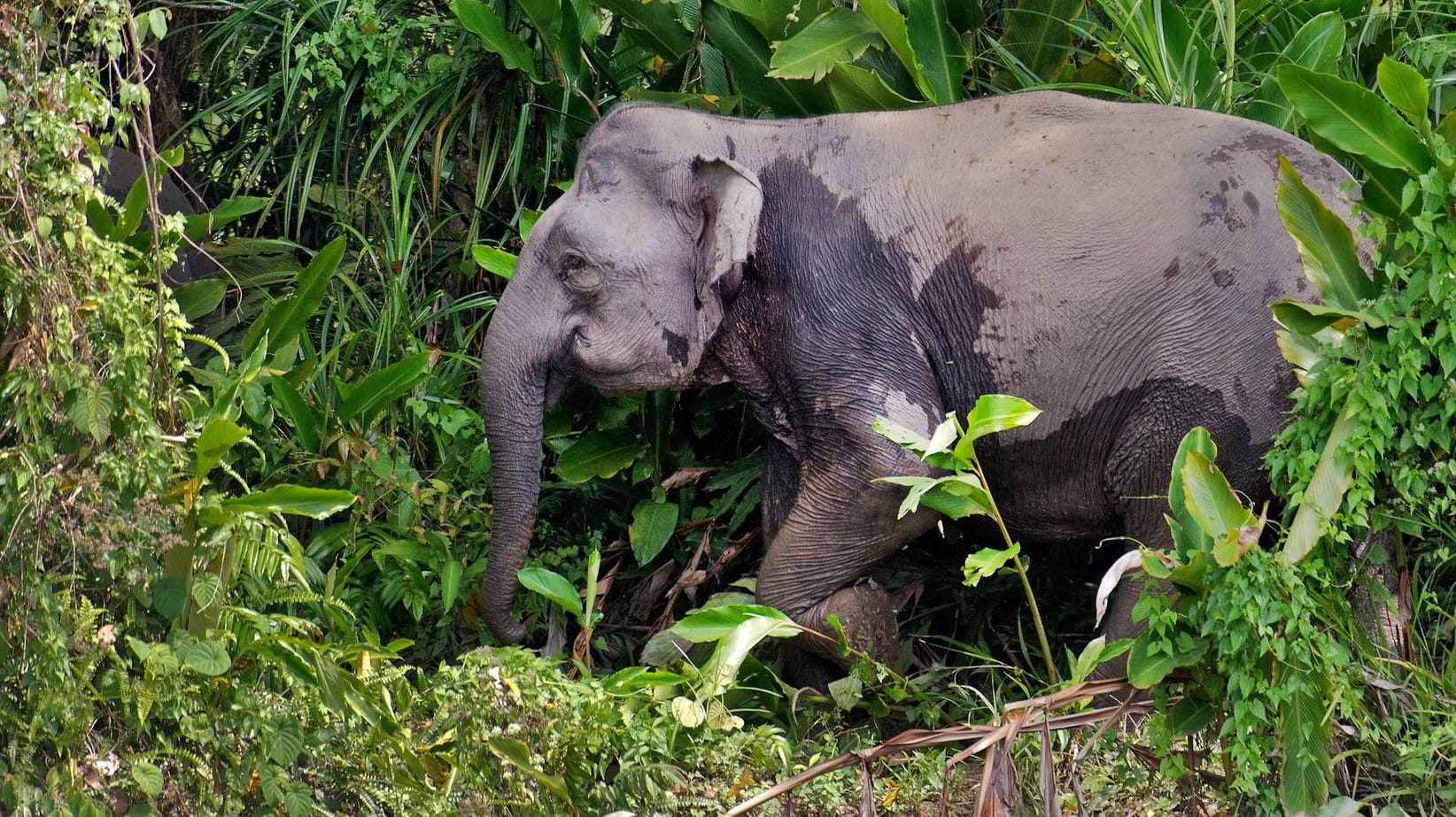 Borneo-Zwergelefant in freier Wildbahn (Symbolbild): Trotz strenger Vorschriften zum Schutz der Tiere sind alleine in dieser Woche drei neue Dickhäuter in Borneo tot aufgefunden worden. Borneo-Zwergelefant in freier Wildbahn (Symbolbild): Trotz strenger Vorschriften zum Schutz der Tiere sind alleine in dieser Woche drei neue Dickhäuter in Borneo tot aufgefunden worden.