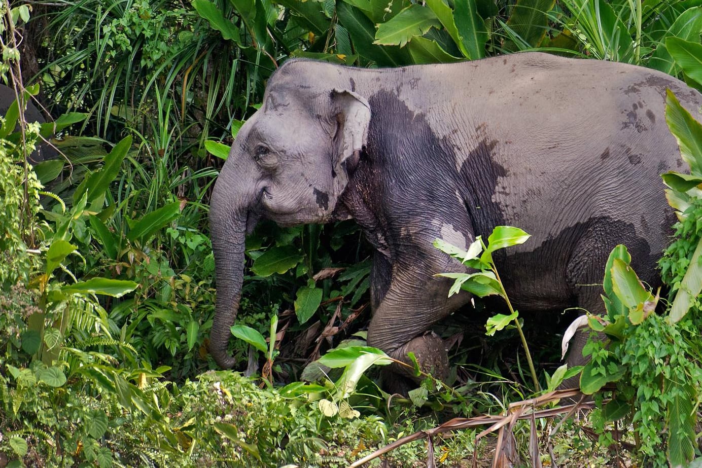 Borneo-Zwergelefant in freier Wildbahn (Symbolbild): Trotz strenger Vorschriften zum Schutz der Tiere sind alleine in dieser Woche drei neue Dickhäuter in Borneo tot aufgefunden worden.