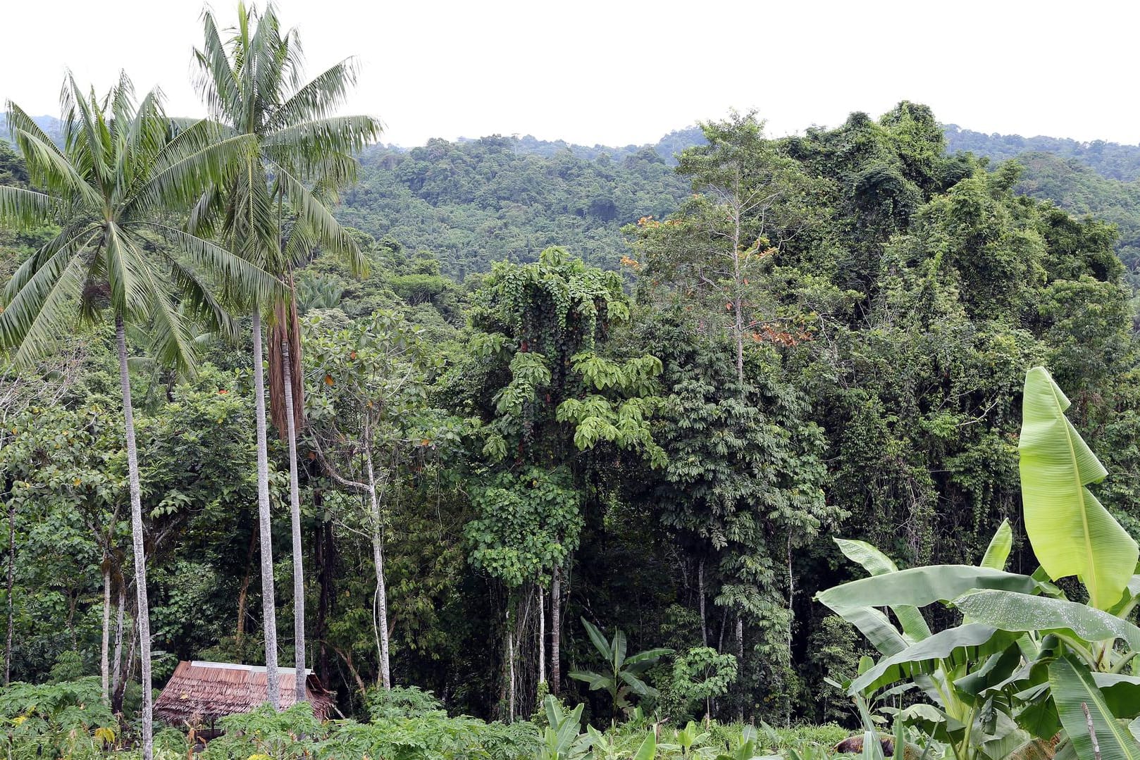 Regenwelt in der Provinz Madang auf Papua Neuguinea: Die Hexenjagden spielten sich im Nordosten der Insel ab. (Symbolbild)