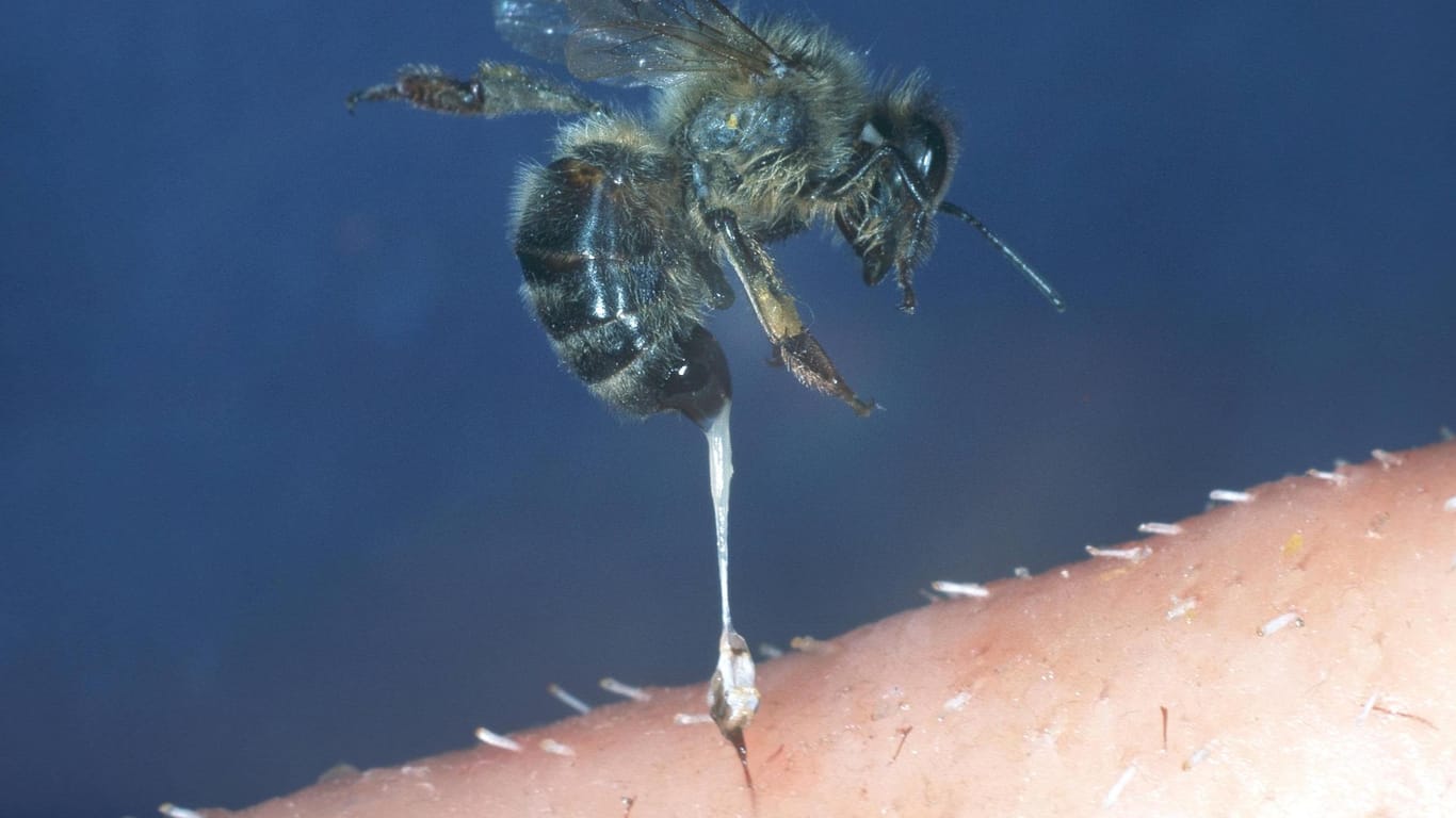 Honigbiene: Sticht die Biene zu, reißt nach dem Stich der Stachel heraus.