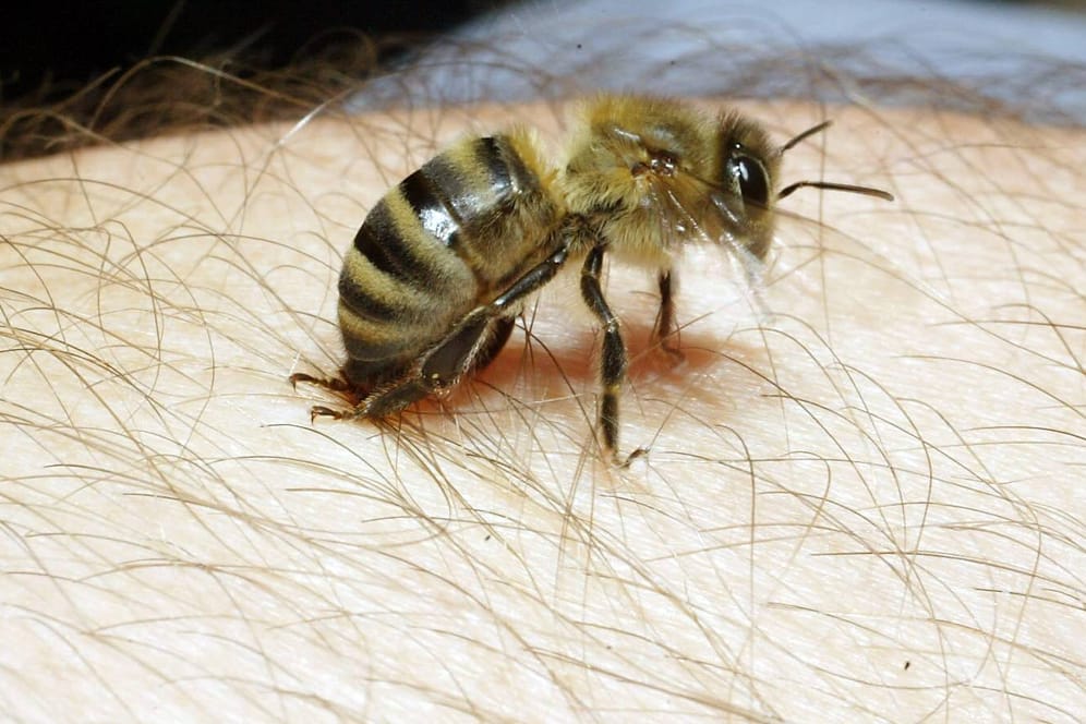 Eine Biene setzt zum Stich an: Gehen Schwellungen nach einem Bienenstich nach drei bis vier Tagen nicht zurück, sollten Sie einen Arzt aufsuchen.