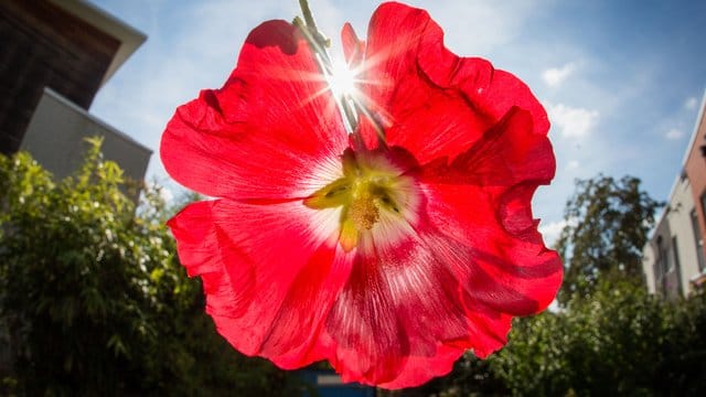 Normalerweise lebt die Steckrose zwei Jahre.