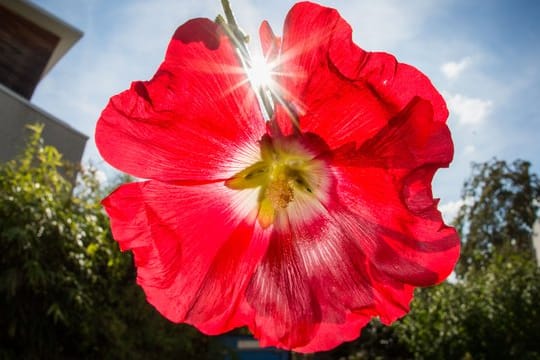 Normalerweise lebt die Steckrose zwei Jahre.