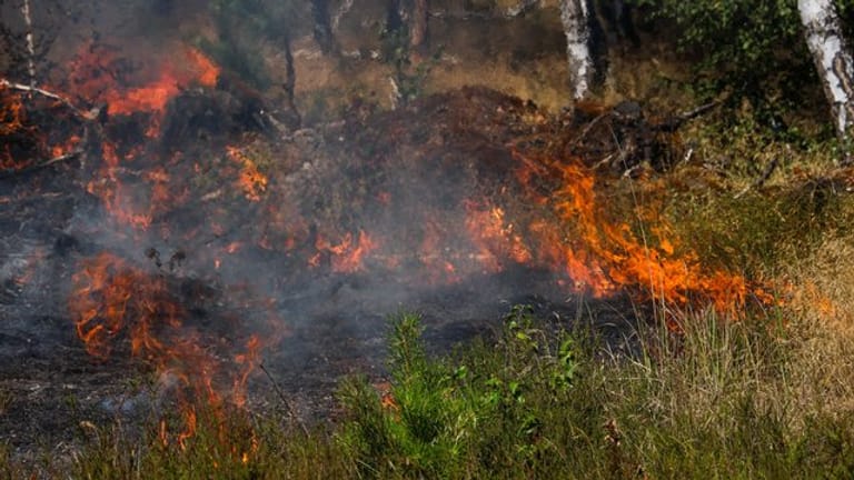 Bei brennender Hitze ist die Gefahr eines Waldbrandes groß.