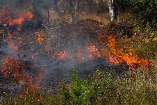 Bei brennender Hitze ist die Gefahr eines Waldbrandes groß.