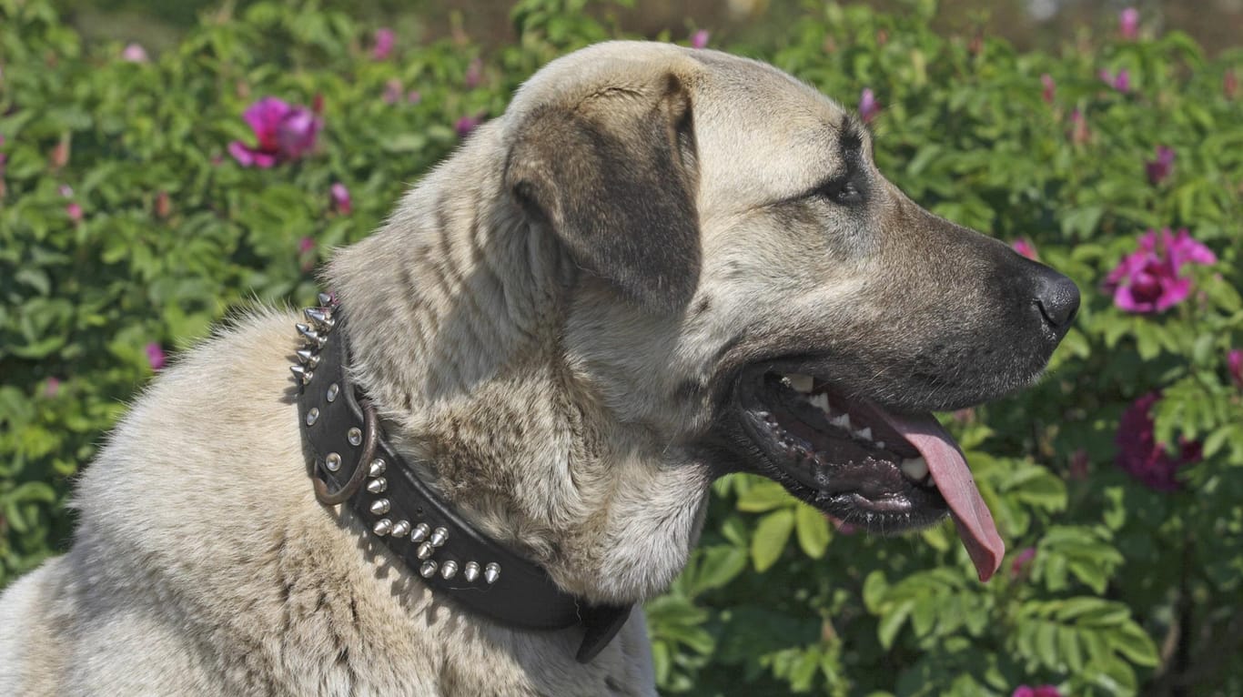 Ein türkischer Hirtenhund (Symbolbild): Einer dieser Hunde, die auch als Kangal bekannt sind, hat am Donnerstag drei Menschen in Duisburg verletzt.