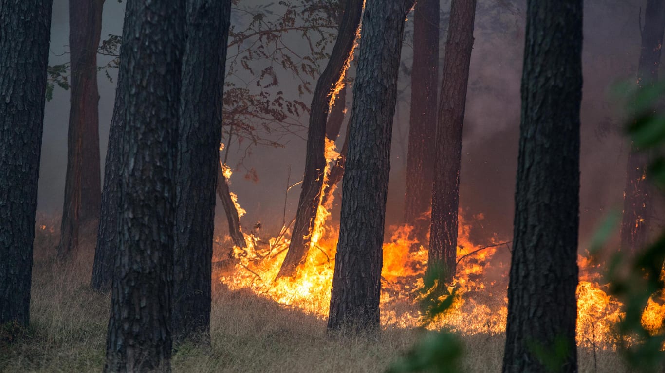 Großer Waldbrand bei Potsdam: Die Autobahn rund um das Waldstück ist weiträumig gesperrt, Anwohner sollen sich auf eine Evakuierung vorbereiten.