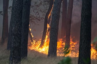 Großer Waldbrand bei Potsdam: Die Autobahn rund um das Waldstück ist weiträumig gesperrt, Anwohner sollen sich auf eine Evakuierung vorbereiten.